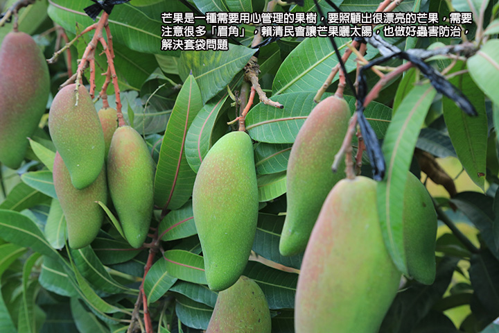 芒果是一種需要用心管理的果樹，要照顧出很漂亮的芒果，需要注意很多「眉角」，賴清民會讓芒果曬太陽，也做好蟲害防治，解決套袋問題