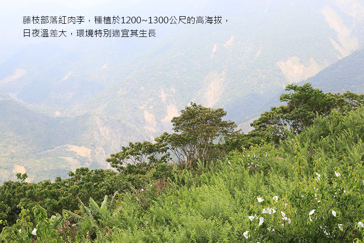 藤枝部落紅肉李，種植於1200~1300公尺的高海拔，日夜溫差大，環境特別適宜其生長