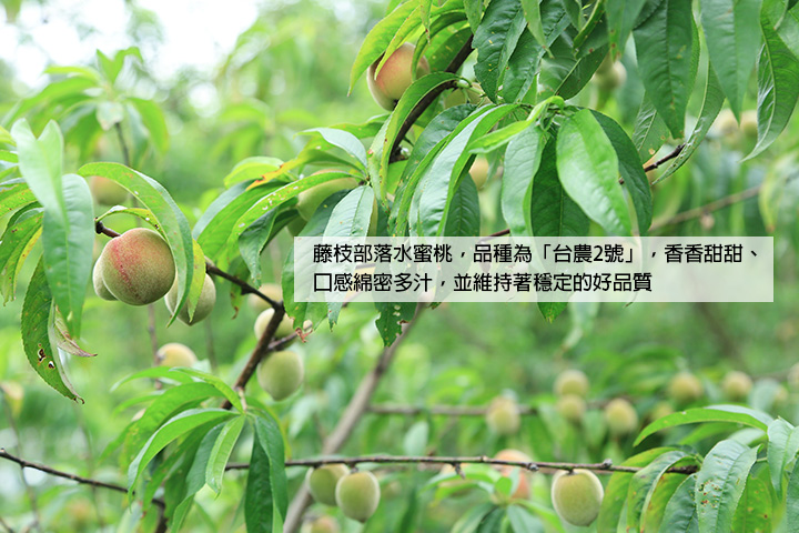 藤枝部落水蜜桃，品種為「台農2號」，香香甜甜、口感綿密多汁，並維持著穩定的好品質