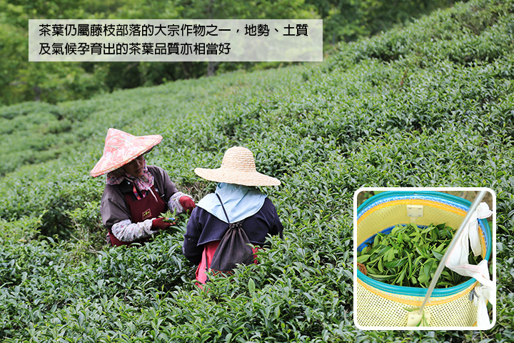 茶葉仍屬藤枝部落的大宗作物之一，地勢、土質及氣候孕育出的茶葉品質亦相當好