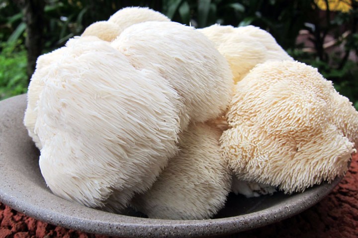 新鮮有機猴頭菇(4盒) ｜ 竹林松杉靈芝農場| SuperBuy市集- 給您健康的好味道