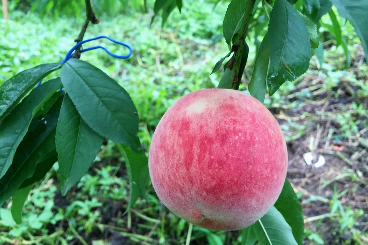 有機水蜜桃大8顆裝2盒 花果農場 Superbuy市集 給您健康的好味道